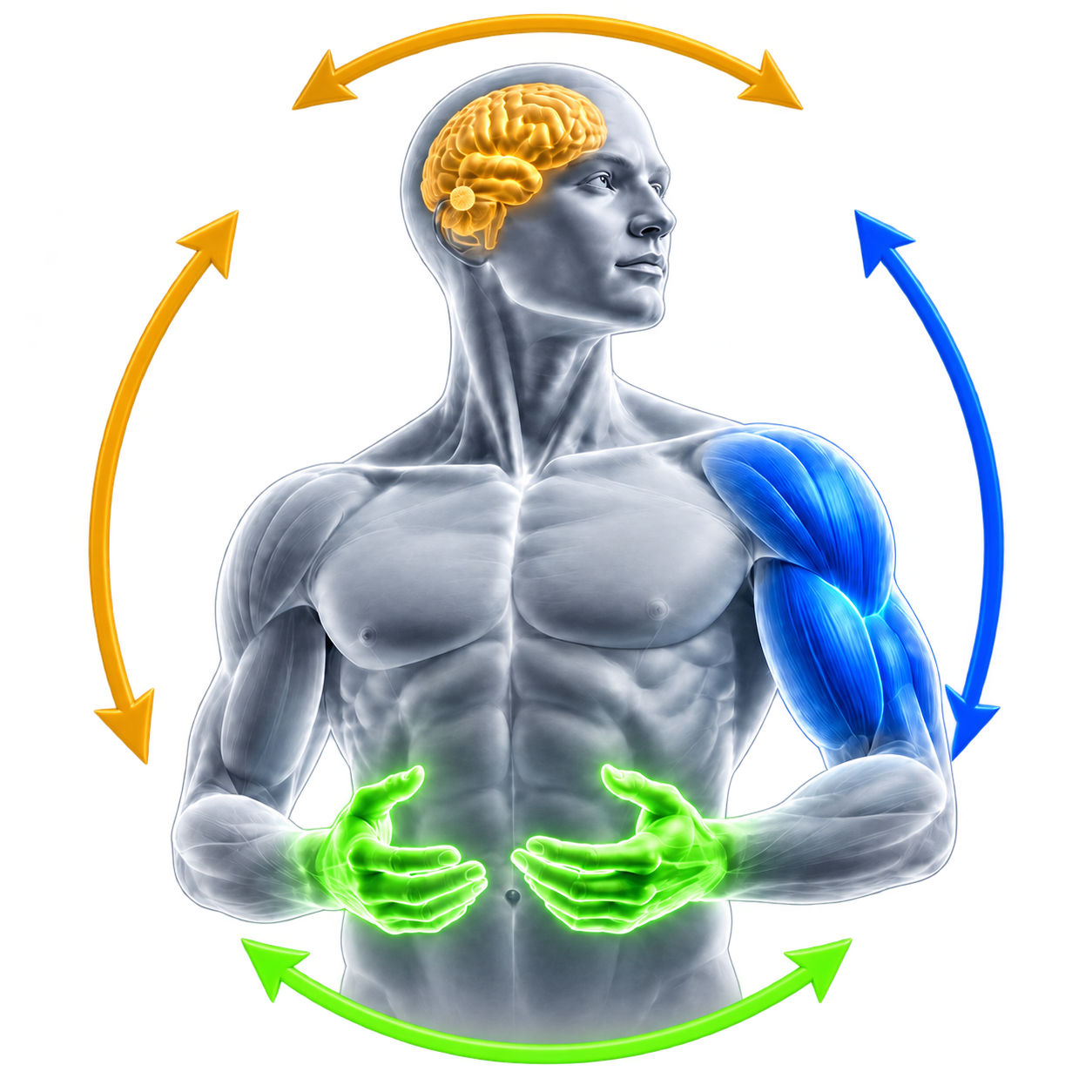 Silver human figure with a gold brain, blue muscles and fluorescent green hands, linked by arrows. 01 identifies innovation strategy, process and governance; 02 AI and data; 03 Agile culture and ways of working.